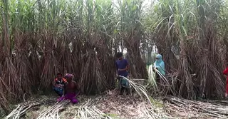 নওগাঁয় আখের বাম্পার ফলন; দাম ভালো পাওয়ায় সন্তুষ্ট কৃষক